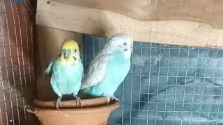 Bodri Birds is live!