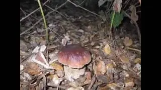 Come Cresce un Boletus Edulis: il Timelapse Incredibile che mostra la crescita dei Porcini