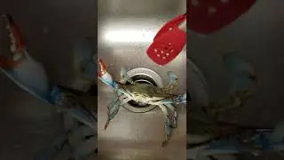 Live Crab Fight for His Life | Ready to Boil