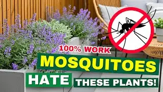 7 Mosquito-Repelling Plants That ACTUALLY Work! 🚫🦟