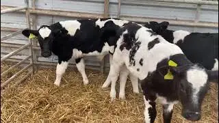 Top Side No Horns