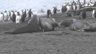 extremely curious elephant seals at Gold Harbour, South Georgia (November 30th, 2015)