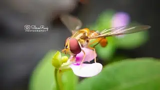 Macro photography samples picture