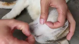 Popping and removing fleas off cats part 2
