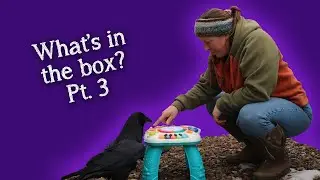 Fable the Raven | What's In The Box? Episode 3 | Gifts for Fable!