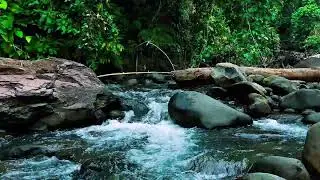 River Stream for Mental Clarity &ndash; Water Sounds to Clear Mind Fog