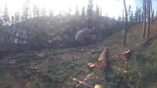 Kiwi pine killer 3