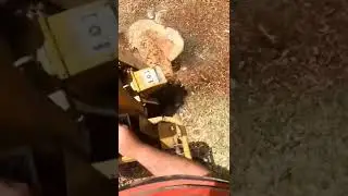 Stump Grinding a Maple Stump
