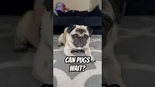 Can pugs wait? #pug #dog #funnydog