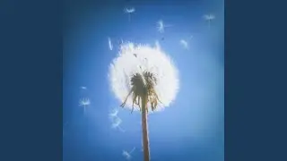 Dandelion Dreams