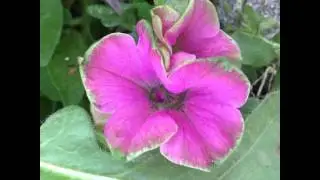 #flor #flower #flowers #florality #floralityphoto #flowerstalking #flora #flowerstarz #flowerporn