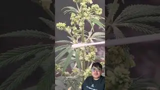 Bides tira yesto ramro tarikale top kheti #trending #agriculture #farming #medicine #plants #wow