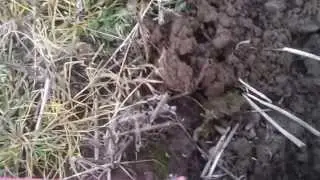 Hammy Sammy/coil to the soil