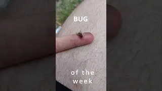 Bug Of The Week 1 #biology #bug #ecology