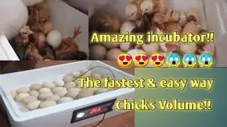 Eggs hatching from day 1 up to 21 days, using semi automatic incubator(PART 2)