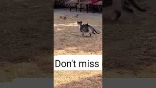 The Secret Hunting Techniques of Cats