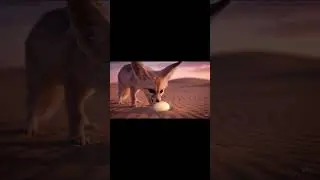 Fennece Fox eating lava fruit  #asmrvideos #lavaeating