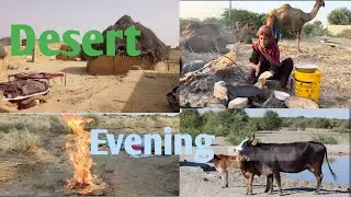 Desert evening | Village Life | Traditional | Old culture in world | Indian Border | desert foods