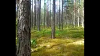 Mežs (time-lapse)
