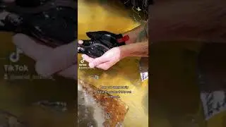 Two-Toed Amphiuma Salamander in Gainesville, FL (Mudslinger Tours)