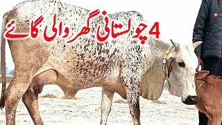 Global Village Farming | Cholistan Desert ki Cholistani, Sahiwal & Brahman Cross Cows