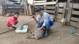 MAIS UM PORQUINHO PARA ENGORDAR AQUI NO SITIO