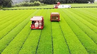 Tea garden | Beautiful place | Historical place | world heritage place | wonderful place | viral