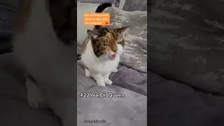 22 year old cat 🥰❤️
