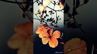 Не жалуйся мне, Осень!.. | Don't complain to me, Autumn!.. #Shorts