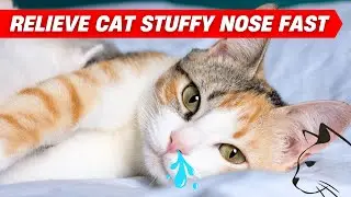 How to Help Your Cat Breathe Better 😺 Home Remedies for Nasal Blockage