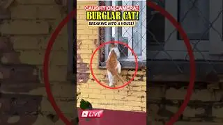 Top 5 Clever Cat Burglar Caught on Camera #CleverCat #CatBurglar #FunnyCats