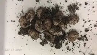 The Urban Reptile - behind the scenes June 2019