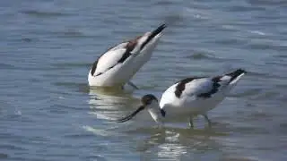 Pied Avocet, Avocetta (Recurvirostra avosetta)