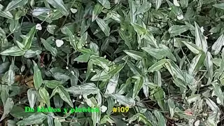 TRANDESCANTIA FLUMINENSIS