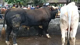 Hujan Dari Pagi Bakalan Super Melimpah Harga Melambung Tinggi !! Pegon Super Dan Babon Jumbo !!