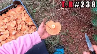 ⚠️Cortando niscalos sin parar🍄/sin edición/👈
