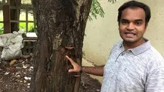 ONE major tree defect that you should know