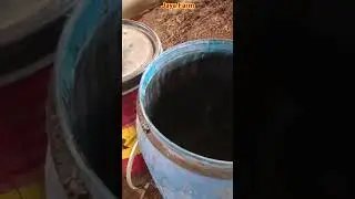 Cara penyimpanan mplase atau tetes tebu