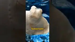 Indias First Underwater Tunnel Aquarium| #vgp #vgpmarinekingdom #sea #shorts #short #animals