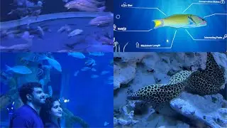 🐠 A Day at Sharjah Aquarium | Family Vlog |  #SharjahAquarium #UAEVlog #AquariumAdventure