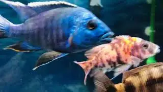 Rift cichlids