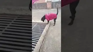 Papa ka diwana dodo#shorts #shortvideo #youtubeshorts #youtube #family #doglove #fyp #explore#love