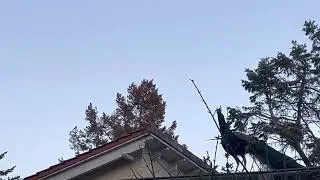 Fliegender Pfauenhahn in Berlin - Kladow