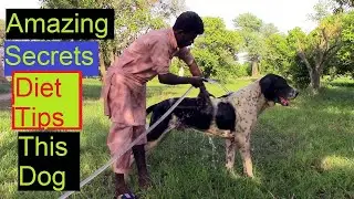 Top Class Bully Kutta Bloodline of Bully Dog | This Dog food Teps Dog Secrets by Nafa TV hd