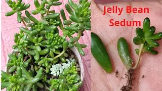 How to grow and Care Jelly Bean Plant // Jelly Bean leaf Propagation
