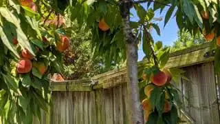 Bonanza Dwarf Peach tree and more growth on citrus row!