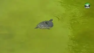 Zoo Turtle