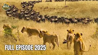 SURVIVAL IN LIUWA | The Wildebeest Migration That Keeps an Entire African Ecosystem Alive