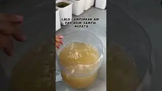 Kultur kutu air part 1  #guppy #guppyfish #guppyindonesia #guppybreeder #fypシ #fypシ゚viral  #fyp