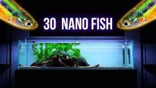 Adding ENDLER WINGEI to low tech aquarium | NO SOIL NANO FISH AQUARIUM EP3